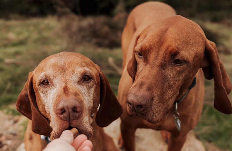 Why is my dog not eating raw food?